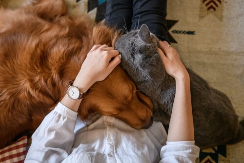 Fyra sätt att visa kärlek för ditt husdjur