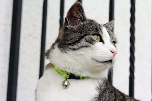 Katt med lopphalsband