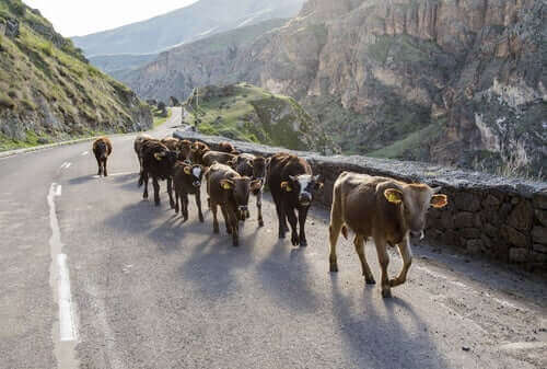 Kor på bergsväg
