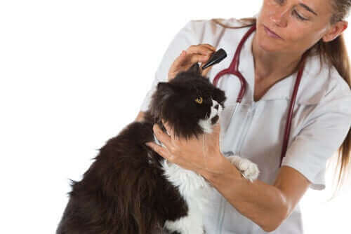 Öronkvalster hos katter: symptom och behandling