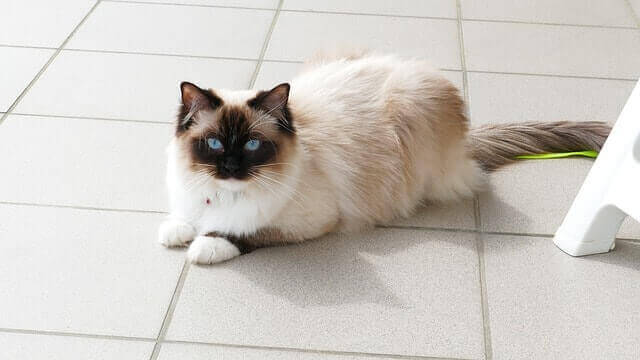 Ragdoll-katt på golvet
