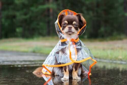 Hur du kan skydda din hund mot kallt väder