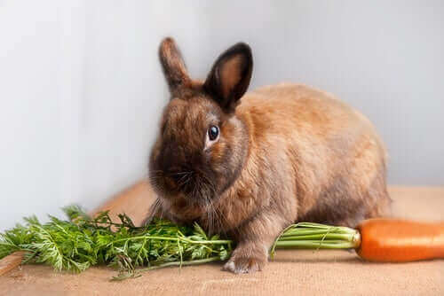 Kaninvård: vad du ska mata din dvärgkanin med