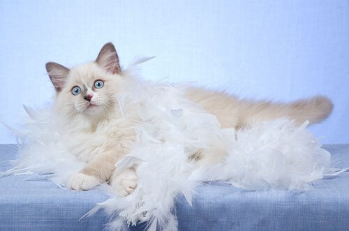 5 saker du bör veta om katter som fäller