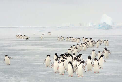 Utrotningshotade pingviner på vandring över isen.
