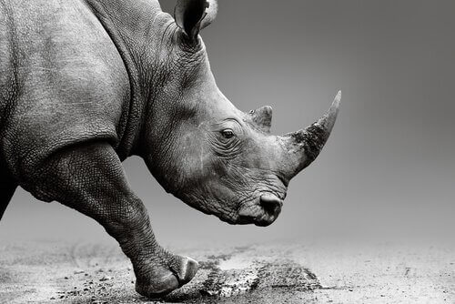 Att injicera gift i noshörningshorn för att skydda dem
