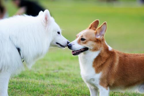 Tips för hur man får två hundar att bli vänner