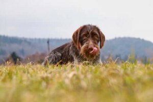 Fågelhunden cesky fousek: egenskaper och personlighet