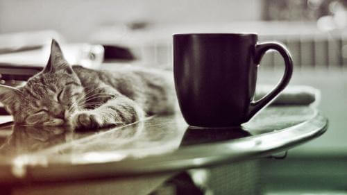 Katt bredvid kaffekopp