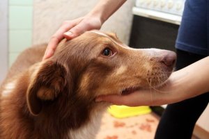 Vad du gör om din hund får ett epileptiskt anfall