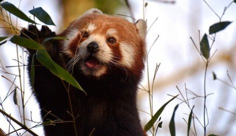 Röda pandor äter främst växter