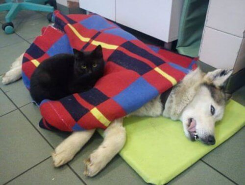 Sjuk hund med katt