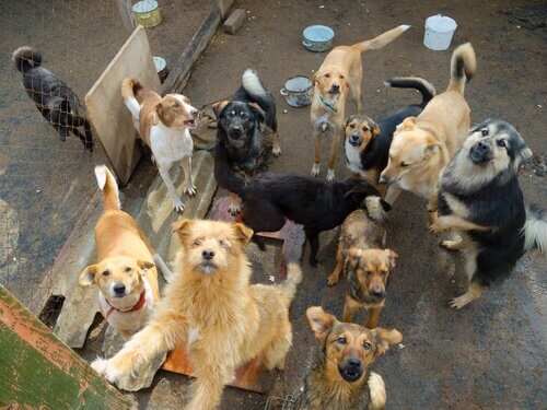 Hundar samlade hos djurhem väntar på att bli adopterade.