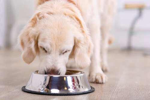 En hund äter ur sin matskål.