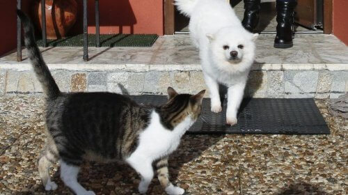 En katt möter en hund i hemmet.