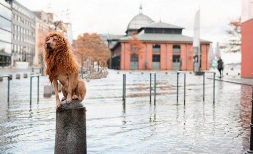 Hund med röd peruk sitter på en pelare och ser ut som ett lejon.