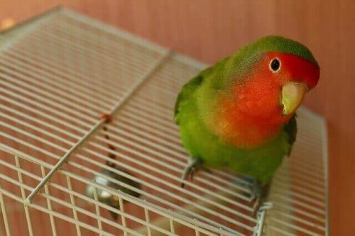 Papegojor är några av våra mest kärleksfulla husdjur.