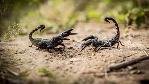 Huruvida skorpioner är farliga – 8 viktiga fakta