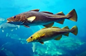 Egenskaper hos torsken – ett rovdjur i Atlanten