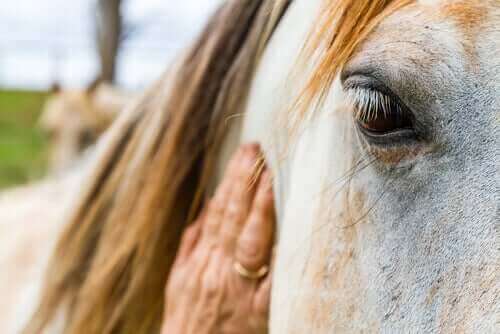 Visste du att hästar kan tolka människors känslor?