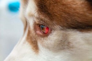 Subkonjunktival blödning hos hundar – hur man behandlar det