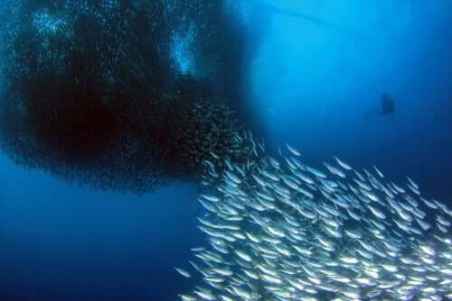 Dykning med sardiner.