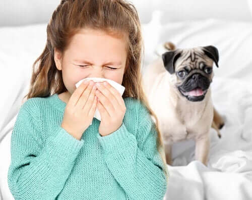 Önskar sig allergivänliga hundar