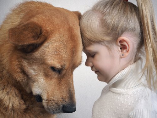 Förstår hundar känslor bakom mänskliga ansiktsuttryck?
