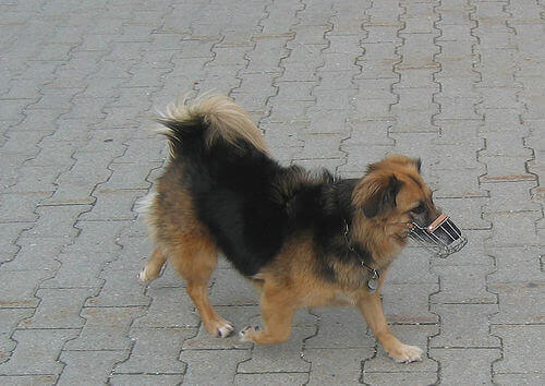 En liten brun och svart hund som bär munkorg.