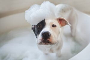 Svartvit hund med skummande schampo på huvudet.