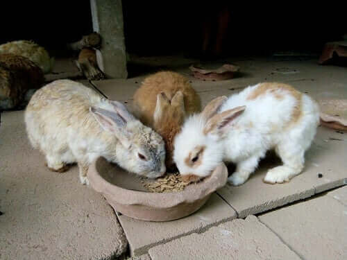 Hur mycket kaniner bör äta och när de bör äta