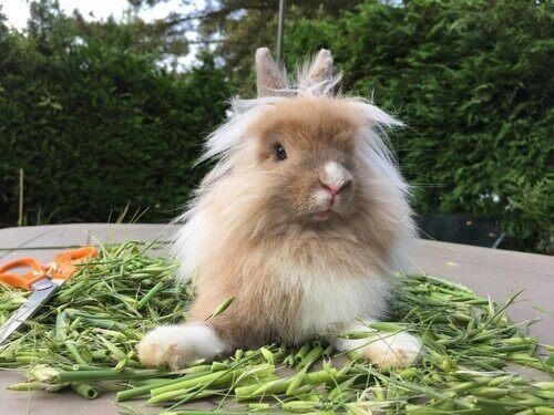 En kanin med mat sitter bland sin mat.