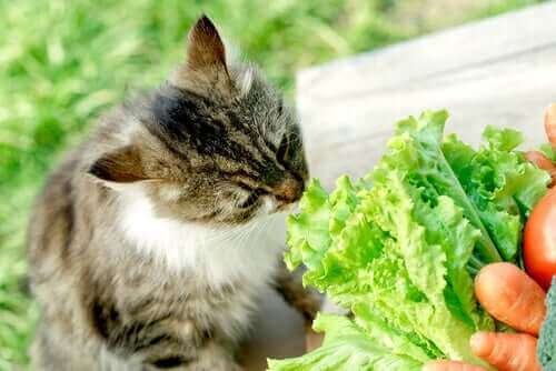 Katt som luktar på sallad.