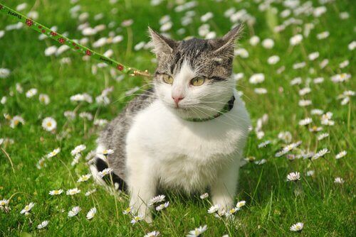 Katt som sitter bland blommor i gräset.