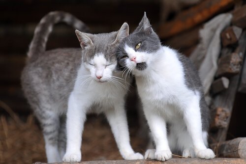 Två gråa och vita katter som gnuggar sina huvuden.