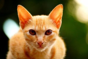 Varför tenderar röda katter att vara hannar?