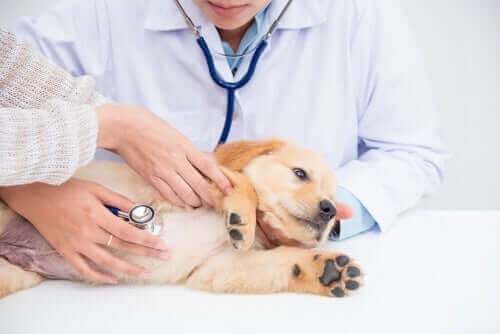 Njursvikt hos hundar: symptom och behandling