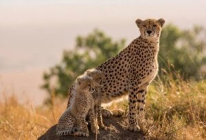 Vuxen gepard med två ungar