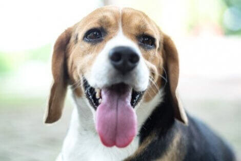 Beagle med tungan ute