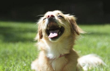 Glad hund i solen
