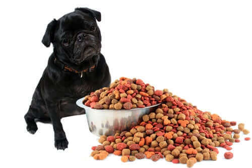 En hunds matsmältningssystem: hur fungerar det?
