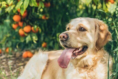 Hund med citrusfrukter