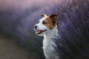 Tre medicinalväxter för husdjurs hälsa