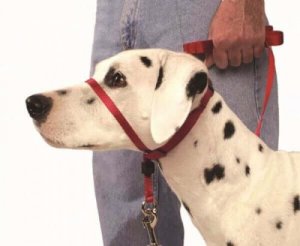 Nosgrimma för hundar: hur man använder den korrekt