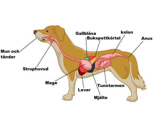 Diagram av hunds matsmältningssystem