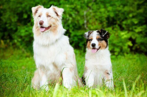 Hundar med Alzheimers: vilka är symtomen?