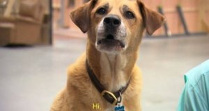 Hundar i filmer: Historien om Hollywoodhunden Kato