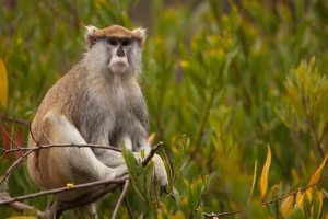 Husarapans egenskaper: möt denna fascinerande primat