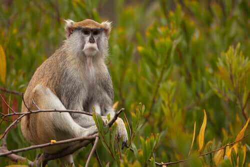 Husarapans egenskaper: möt denna fascinerande primat