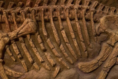 Fossil av en jättepapegoja.